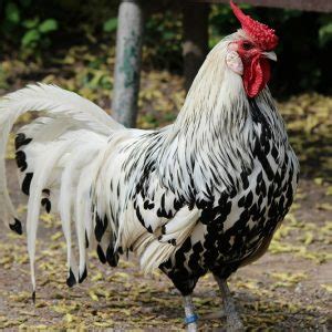 The Hamburg Chicken Breed Profile - All You Need To Know - The Happy ...