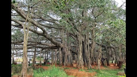 Dodda Alada Mara Big Banyan Tree ದೊಡ್ಡ ಆಲದ ಮರ - YouTube