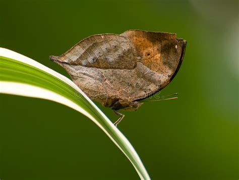 Dead Leaf Butterfly stock photo. Image of camouflage - 10821914