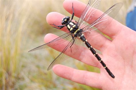 Giant Dragonfly | A Gallery from Jesse Mulligan, 1–4pm | Radio New Zealand National