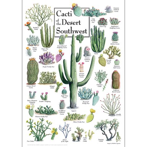 Cacti of the Desert Southwest - Poster -NEW- - Earth Sky + Water