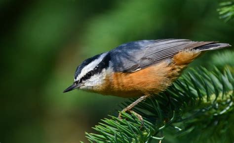 Yellowstone National Park Bird Celebration - 10,000 Birds