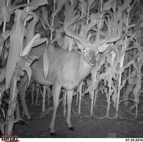 Trail Camera: B&C Buck is Back! - Big Deer