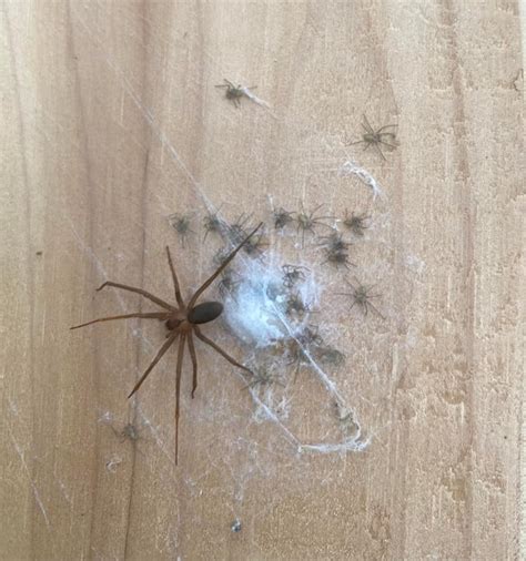 Brown Recluse & Spiderlings : r/spiders