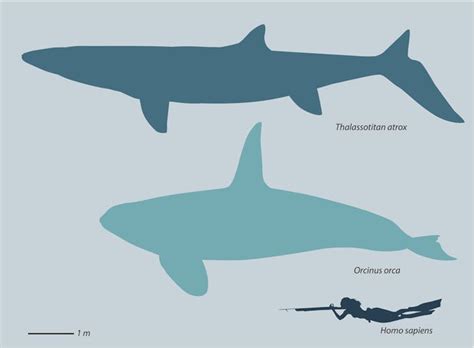 ‘Sea Monsters’ Were Real Millions Of Years Ago. New Fossils Tell About ...