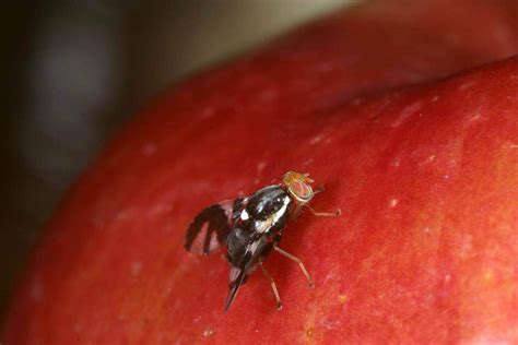 Caught in the act: New wasp species emerging - ScienceBlog.com