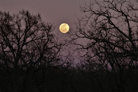 Full Moon Through The Trees Free Stock Photo - Public Domain Pictures