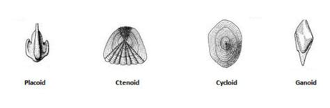 Fish Scales: Types, Development and Functions - Biology Educare