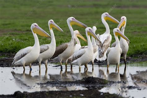 Great White Pelican - Stock Image - C020/9858 - Science Photo Library