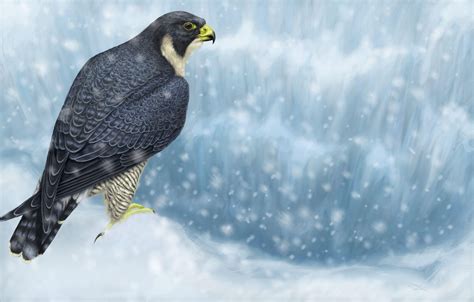 Peregrine Falcon Wallpapers - Wallpaper Cave