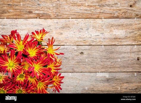 rustic barn wood background with a bouquet of fall mums and copy Stock ...