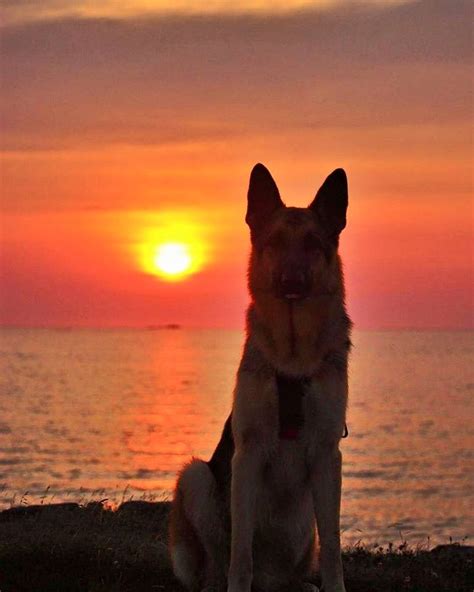 German shepherd at sunset. Beautiful picture | German shepherd dogs, German shepherd training ...