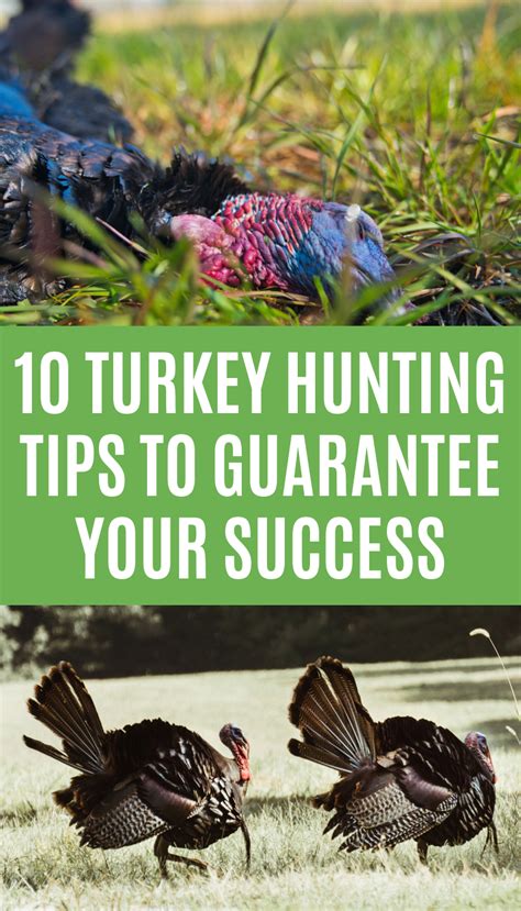 10 Turkey Hunting Tips To Guarantee Your Success in 2020 | Turkey hunting, Hunting tips, Hunting