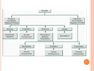 Antiparasitic Drugs.pptx