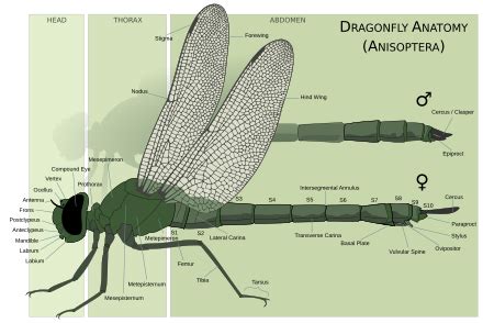 DeWiki > DragonFly BSD