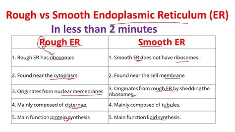 Rough Endoplasmic Reticulum Function