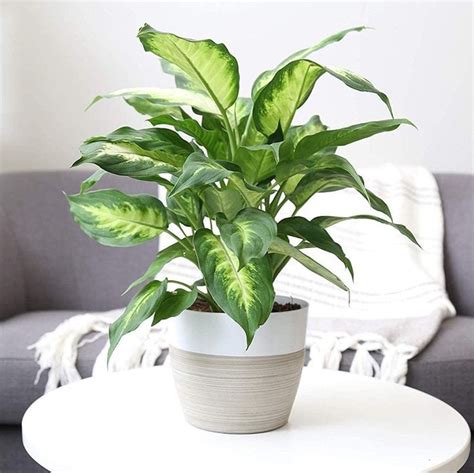 28 Low-Light Indoor Plants — Low-Light Houseplants