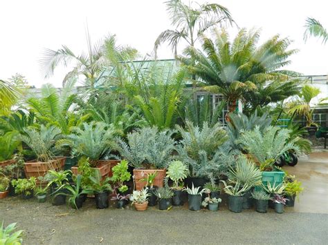 Palm Tree, Cycad and Tropical Plant Nursery San Diego, CA