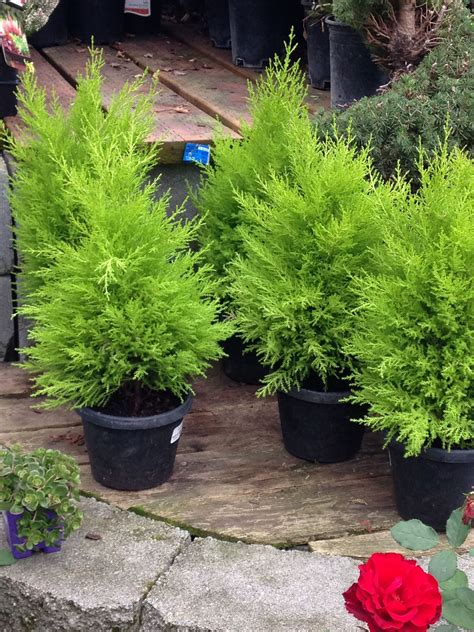 mini cypress trees? | Garden care, Cypress trees, Tree care