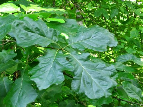 Trees Planet: Quercus velutina - Black Oak