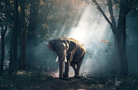 HD wallpaper: Elephant herd, herd of elephant, animals, 1920x1080 ...