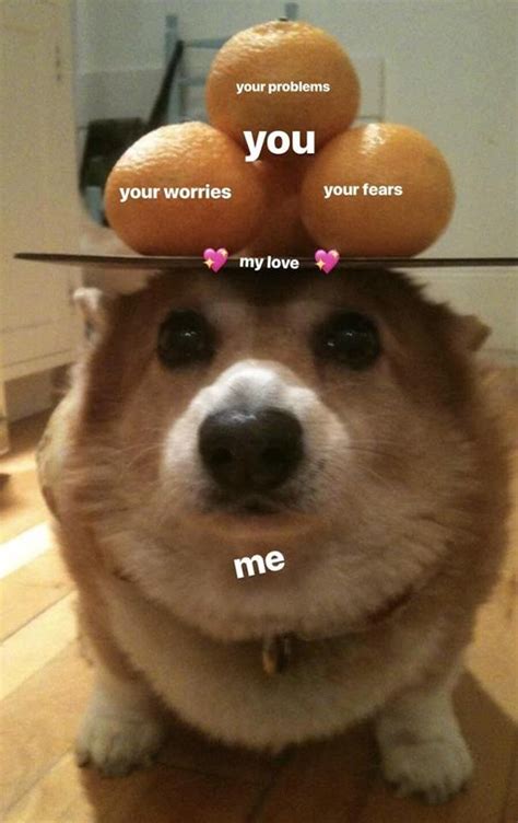 49 Cute, Wholesome Memes to Share with Your Loved Ones | Cute love memes, Wholesome memes, Corgi ...