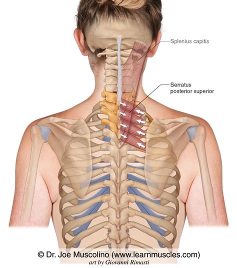 Serratus Posterior Superior - Learn Muscles