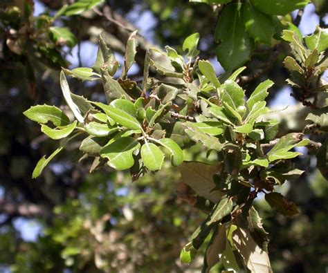 Quercus ilex - EUFORGEN European forest genetic resources programme