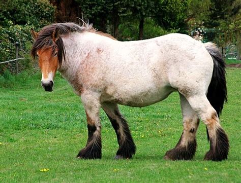 Image result for european horses