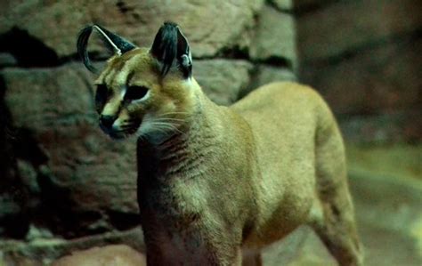 Caracal Ears | International Society For Endangered Cats