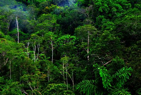 La destrucción de los bosques tropicales aumentó drásticamente en 2020 ...