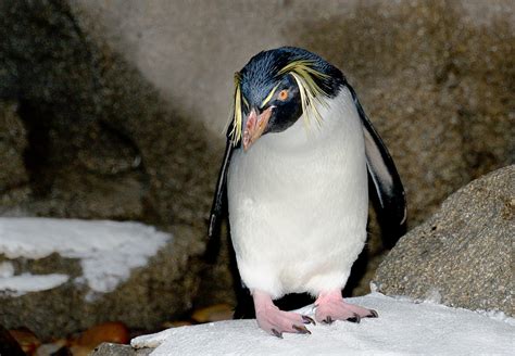 Are Penguins Endangered? - Penguins Blog