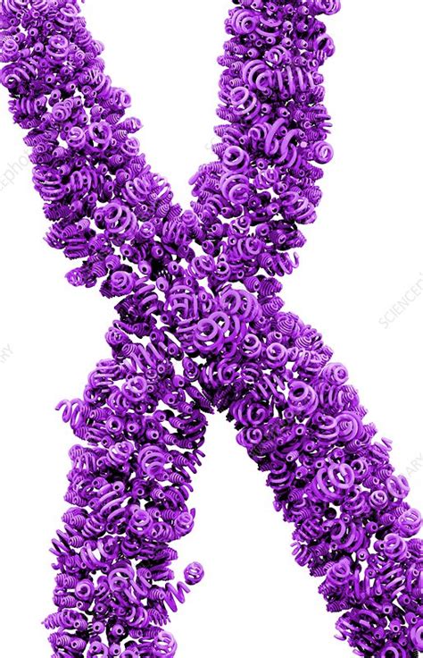 Chromosome of supercoiled DNA, concept - Stock Image - C016/8434 - Science Photo Library