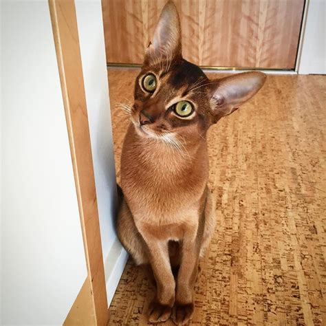 Here's What No One Tells You About Abyssinian Cat Breeders Rochester Ny | Abyssinian Cat ...