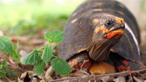 Central Florida Zoo & Botanical Gardens Red-footed Tortoise Attraction | Central Florida Zoo Animals