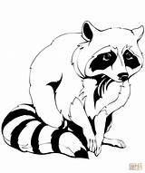 Raccoon Coloring Book sketch template