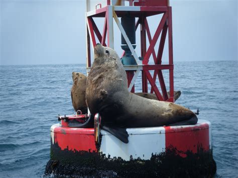 Whale Watching Tours Depoe Bay Oregon | Whale's Tail Charters