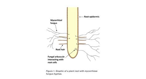 Benefits of Mycorrhizae Fungi | Bayer