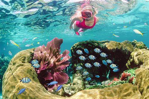 Key Largo Snorkeling Tours to Coral Reefs John Pennekamp State Park - Sundiver Snorkel Tours in ...