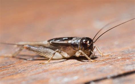 Blog - Houston’s Handy Guide To House Cricket Control