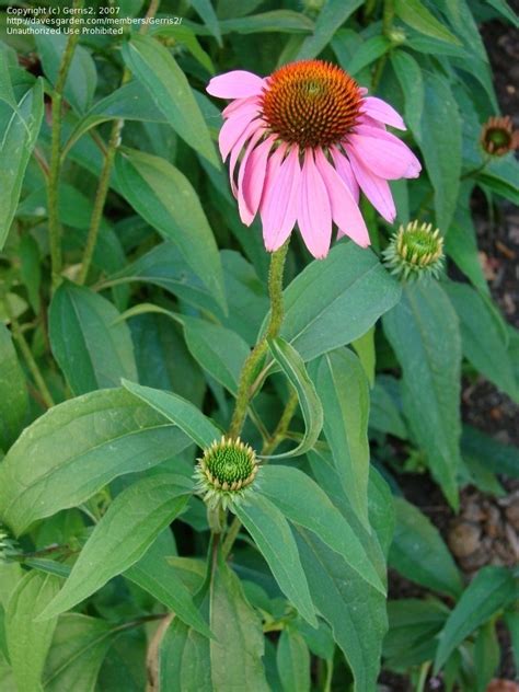 Purple coneflower leaves - pikolhardware