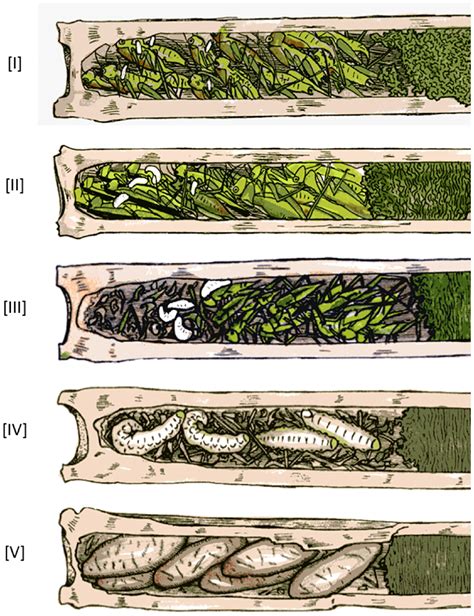 A type of wasp that cannibalizes its sibling larvae