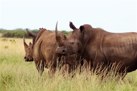 Not just polar bears — climate change could push African rhinos to ...