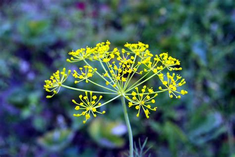 Free Images : nature, blossom, meadow, prairie, flower, green, spice ...