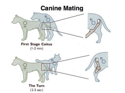 Male & Female Dog Reproductive Systems — Organs and Hormones