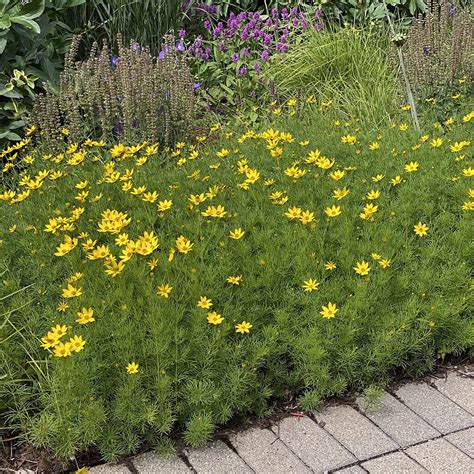 Coreopsis verticillata 'Zagreb' - Midwest Groundcovers, LLC