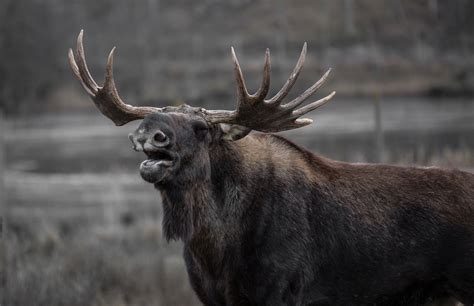 Tips for Moose Hunting Success • Outdoor Canada