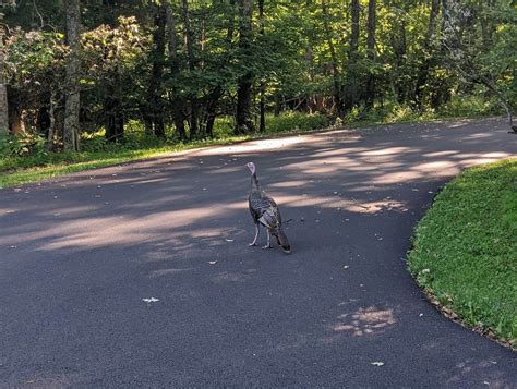 5 Kinds of Wildlife I Saw in Shenandoah National Park