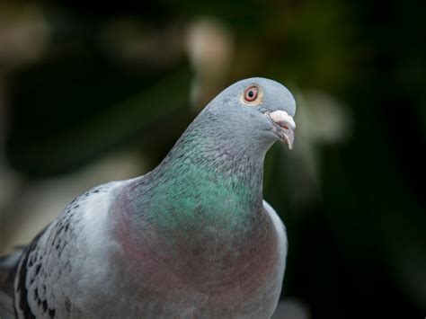 Balcony Garden Pests - Information For Controlling Pigeons On Balconies | Gardening Know How