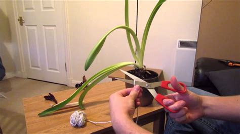 Amaryllis care, after flowering - YouTube in 2020 | Amaryllis care, Amaryllis bulbs, Amaryllis